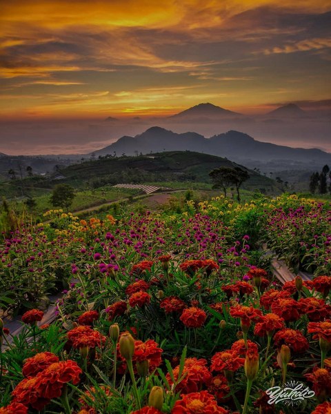 Taman Bunga Silancur highland kaliangkrik Magelang