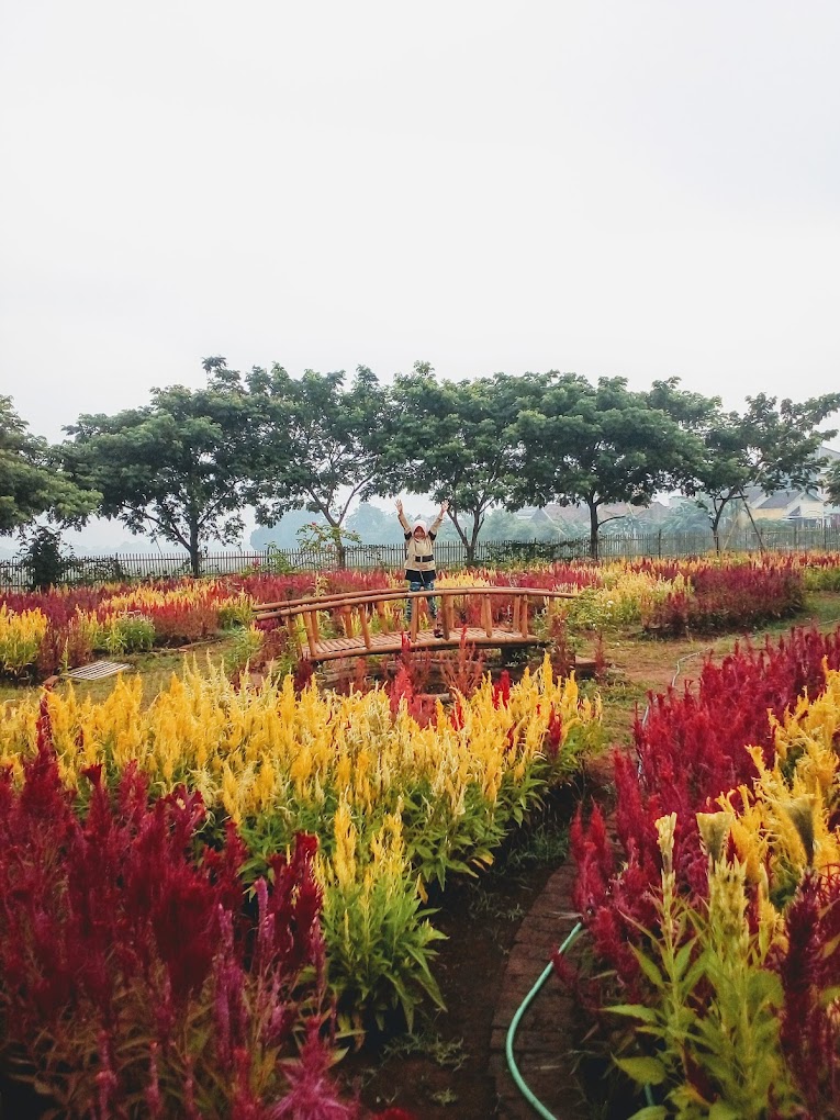 Taman Bunga Celosia Kudu