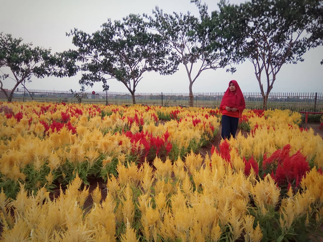 Taman Bunga Celosia Kudus