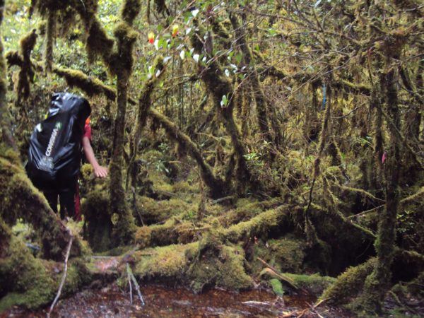 Gunung Balease, Gunung Tertinggi di Sulawesi