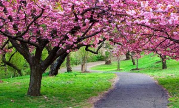Taman Sakura Kebun Raya Cibodas, Tempat Wisata Bogor Terbaru