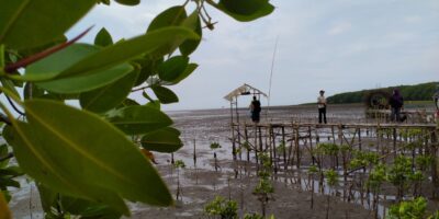HUtan Mangrove Pantai Penunggul Pasuruan