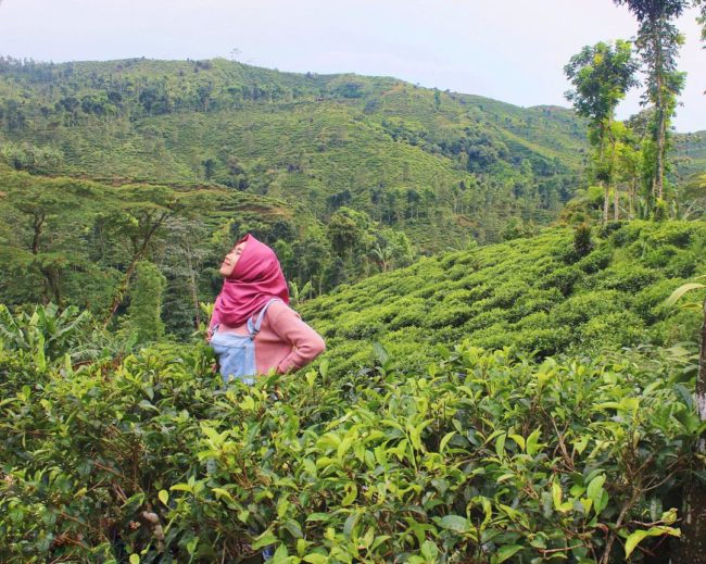 Hamparan Kebun Teh Gambir