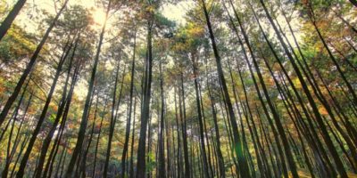 Hutan Pinus Pancar – Wisata Alam Bogor yang Bikin Ceria 4