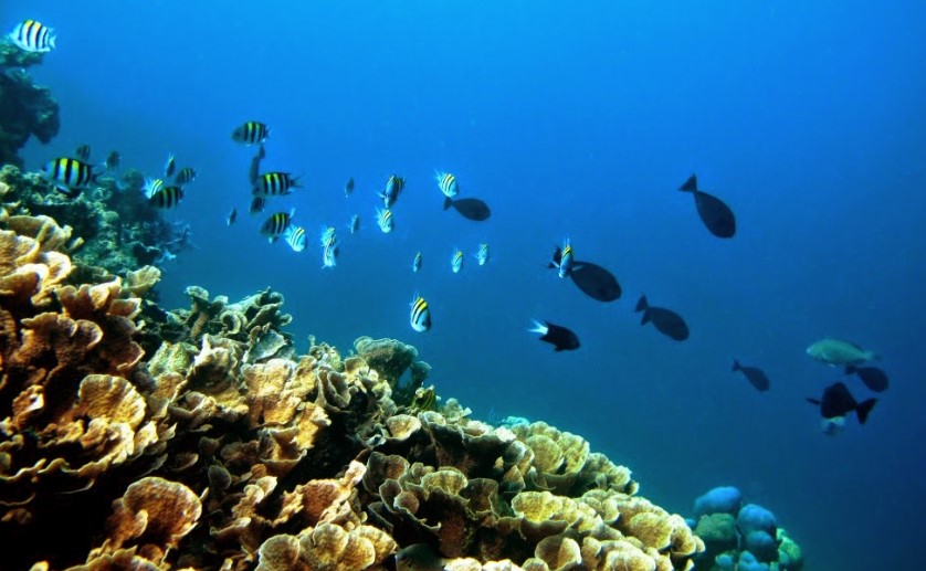 Tanjung Nuhanera