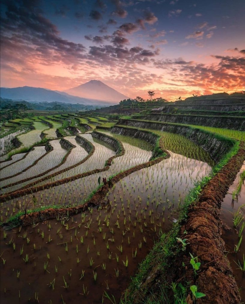 Menarik nan Eksotis, Sawah Kajoran Jadi Primadona di Kawasan Magelang 1