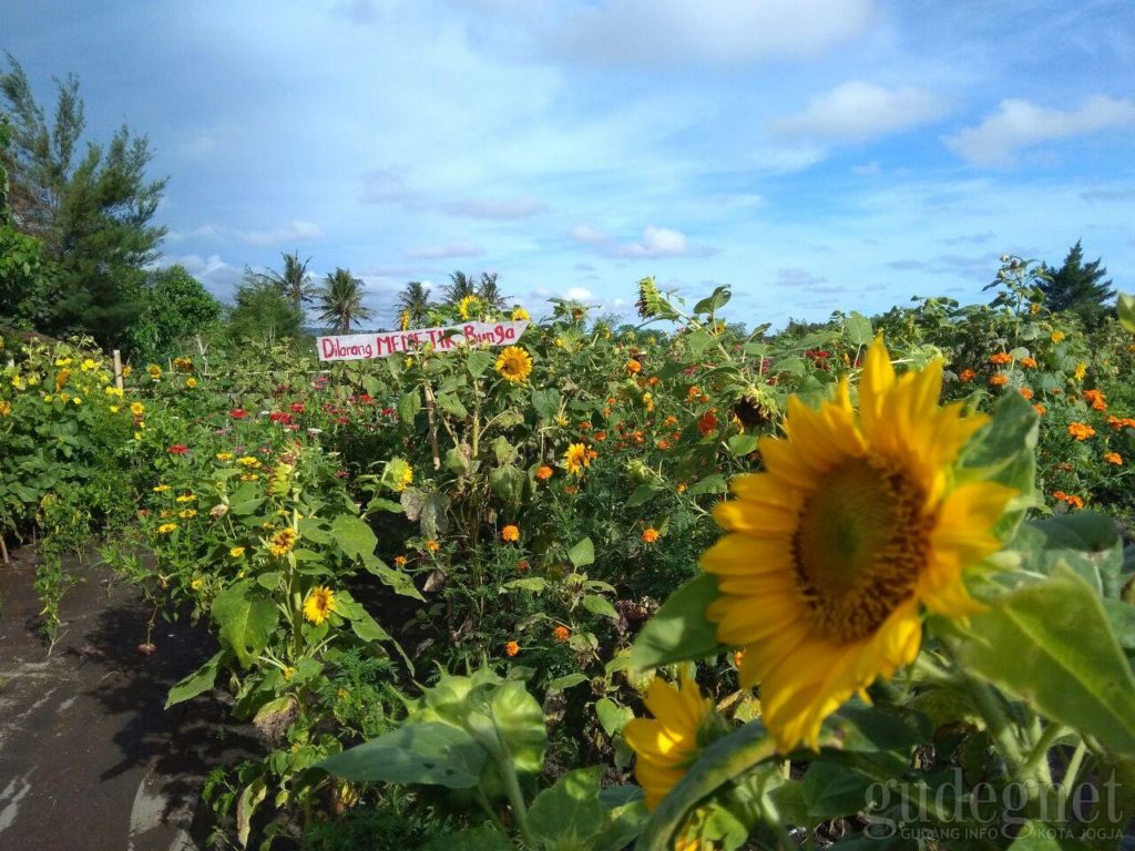 Lokasi Taman Bunga Matahari Pantai Samas