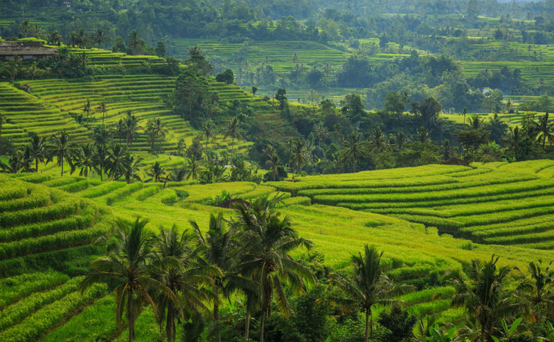 Jatiluwih Rice Terrace - Tempat Wisata di Tabanan