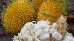 Buah Tarra