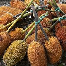 7 Makanan Khas Belopa Kabupaten Luwu Yang Lezat 1