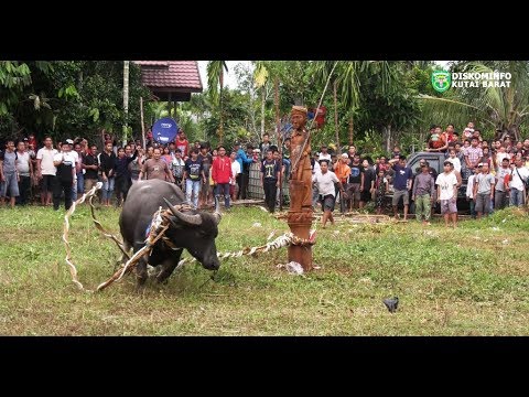 Mengenal Kota Sendawar, Kabupaten Kutai Barat