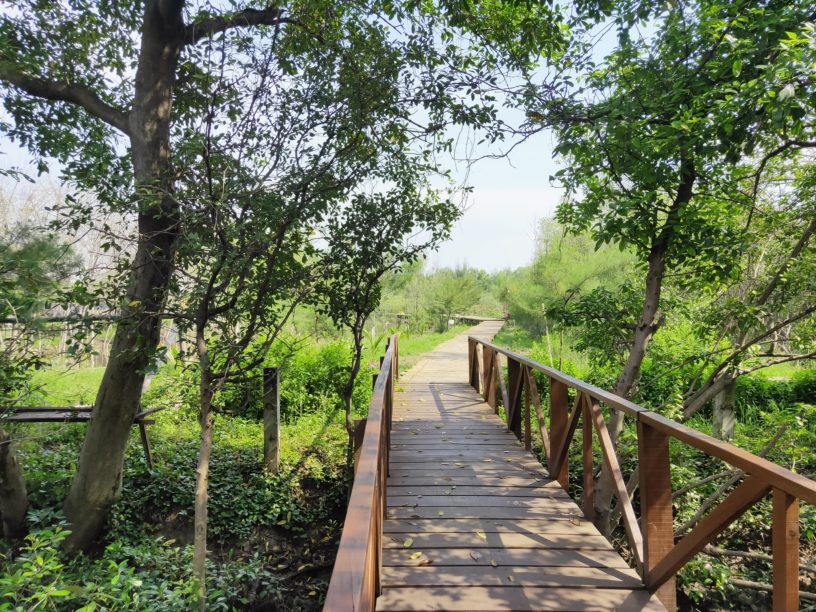 Broadwalk Trail di Hutan Mangrove Gunung Anyar