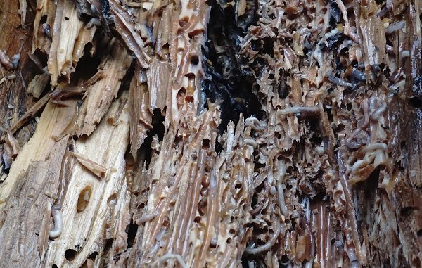 Toek Ulat Kayu, makanan khas tuapejat kepulauan mentawai