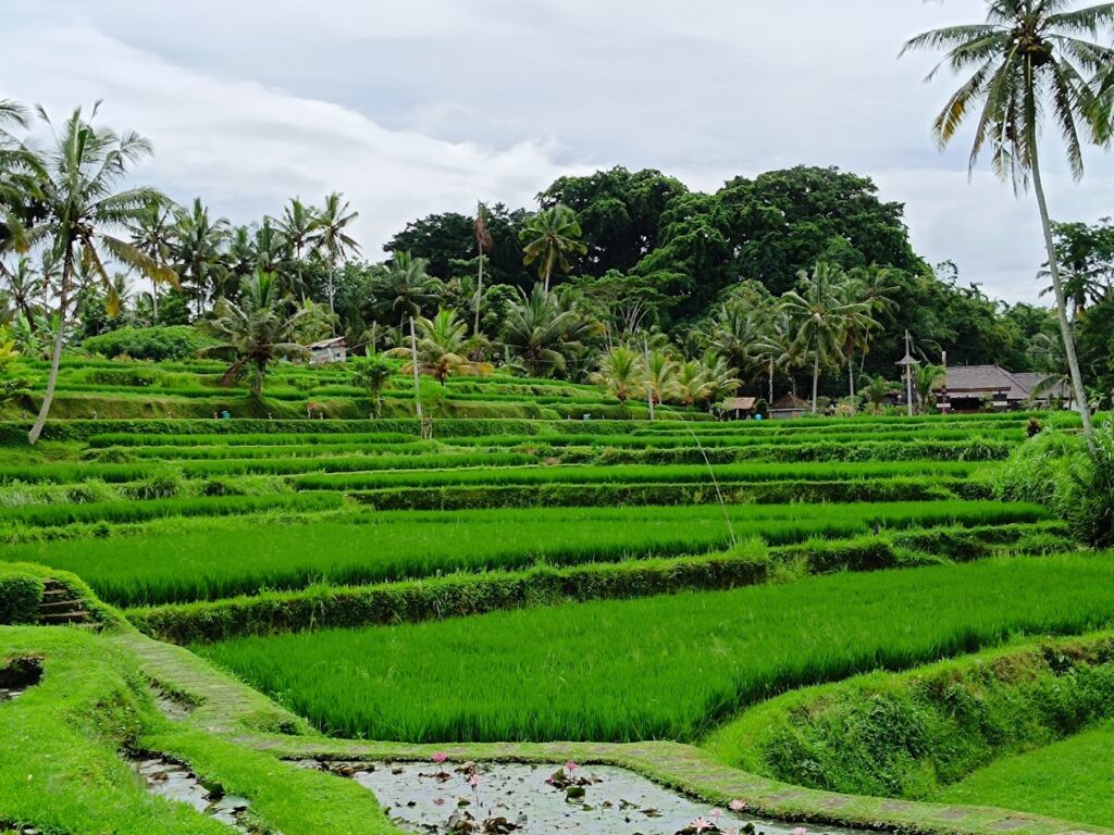 Pemandangan sawah dari Green Kubu Cafe Ubud