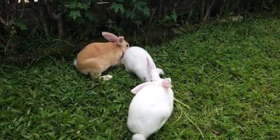 Koleksi kelinci di Taman Kelinci Bambu Apus